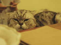 android_upload_pic-猫色咖啡·猫咖