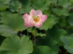 -昆山城市生态森林公园