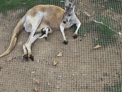 -西霞口神雕山野生动物世界