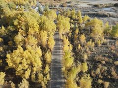 -金塔沙漠胡杨林景区
