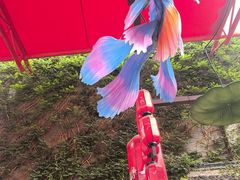 -杭州宋城
