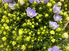 -三圣花乡旅游区