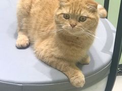 -藏猫猫咖啡主题馆(中央大道店)