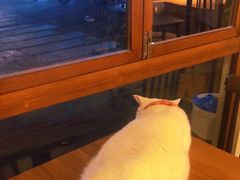 -有猫主题·治愈系猫咖(曾厝垵店)