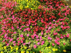 -洛阳郁金香牡丹园