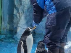 -帝企鹅自助餐厅•儿童岛•真企鹅(长隆企鹅酒店)