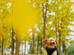 -心仪动物医院·牙专科·肿瘤·心脏科(西客站院)