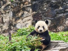 -都江堰中华大熊猫苑