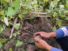 -北仑森林植物园