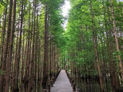 -桤木河湿地公园