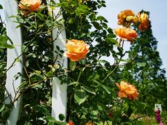 -昆山城市生态森林公园