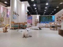 -藏猫猫咖啡主题馆(中央大道店)