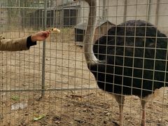 -意大利农场度假村