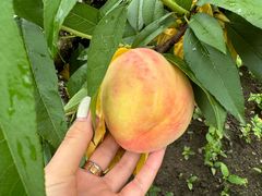 -南汇新场正宗水蜜桃采摘