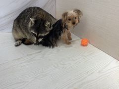 -浣熊柯尔鸭土拨鼠·电玩咖