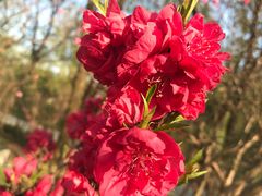 -南汇桃花村