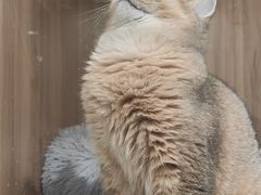 -COLOR PETS 撸猫馆·购猫·猫咖(长风大悦城店)
