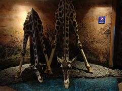 -上海海洋水族馆