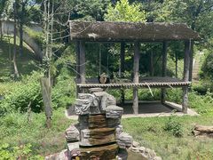 -中国大熊猫保护研究中心雅安碧峰峡基地