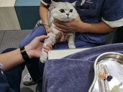-伟伟宠物医院·CT影像中心·瑞派犬猫综合性门诊(汉口总院)