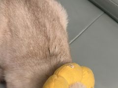 -爱侣宠医·鹦鹉专科·小型哺乳类·异宠专科(灵石路店)