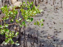 -北海金海湾红树林生态旅游区
