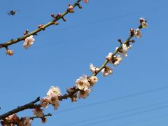 -马峦山郊野公园