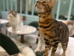 -安格丽娜·狗咖·猫咖羊驼咖(春熙路百盛商场店)