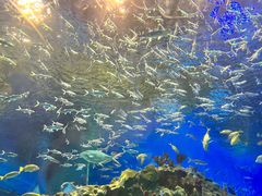 -海合安成都极地海洋公园