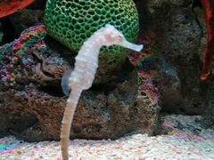 -暹罗海洋世界