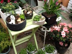 -三圣花乡旅游区