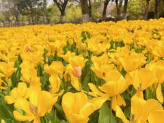-上海鲜花港
