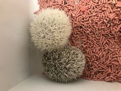 -浣熊柯尔鸭土拨鼠·电玩咖