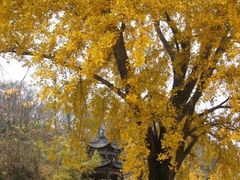 -千年银杏谷文化旅游区