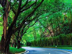 -天鹿湖森林公园