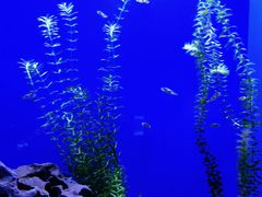 -上海海洋水族馆