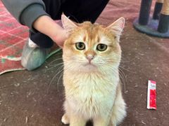 -大型宠物商超·宠海王国·宠物猫狗活体·用品·美容(新世界百货重庆店)