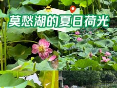 -莫愁湖公园