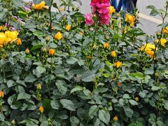 -洋洋广场(南街店)