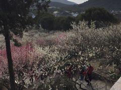 -香雪海