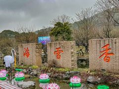 -香雪海