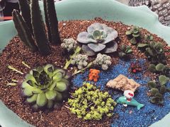 iphone_upload_pic-秦美花卉(天朗·莱茵小城2期店)