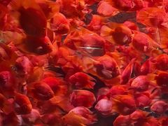 -哈尔滨波塞冬海底世界