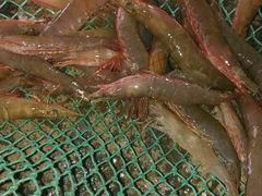 赤爪虾，正宗野生本地虾，爽口，鲜味-浪琴湾尾角仔海鲜坊