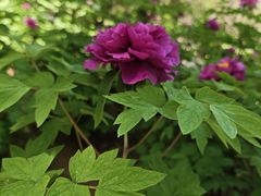 -洛阳市隋唐城遗址植物园