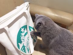 -藏猫猫咖啡主题馆(中央大道店)