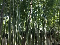 -秋霞圃