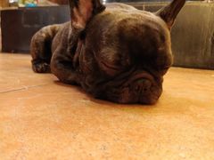 -more than meow吴止猫主题餐厅(承德 中船汇店)