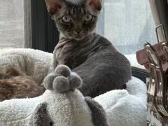 -山宅一喵德文卷毛猫舍
