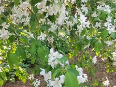 -黑龙江省森林植物园